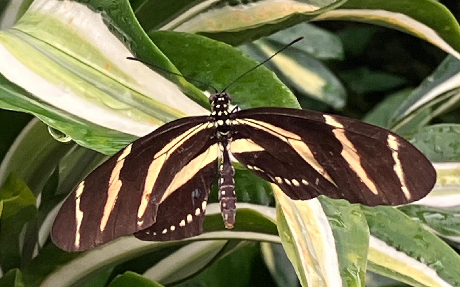 Foto 50 bij artikel "Uitje naar de Orchideenhoeve in Luttelgeest".
